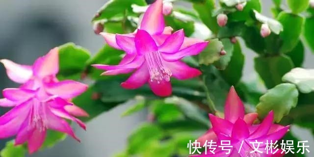 蟹爪兰开花有窍门,学会3个小招,花开不断,爆盆很简单!