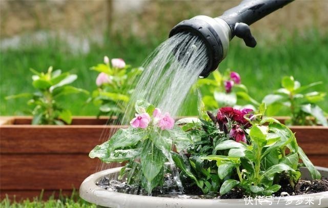 养花浇水容易“阴阳水”,教你3个小技巧,一次就浇透让花喝个够