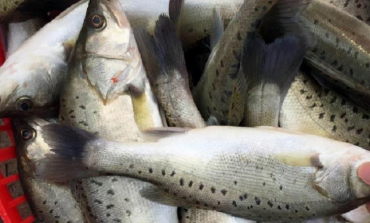 内行人买鲈鱼时，只需认准“这3点”，鱼贩子不敢随便忽悠你！