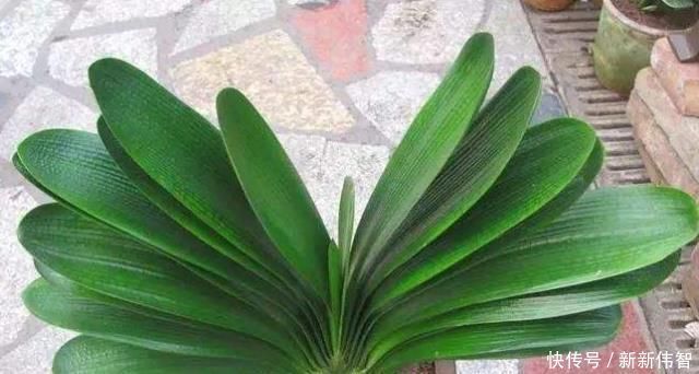 肥厚|君子兰不见长、不开花“2种料”扔盆里,新芽多,一年开花2次