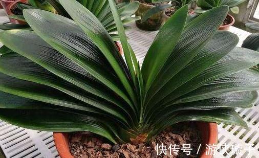 3种花冻伤不要扔，教你此样做，快速恢复生机，很有观赏性