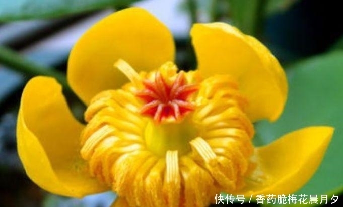 能够净化空气的几种花卉,沾土就活,吸甲醛二手烟,家中必备