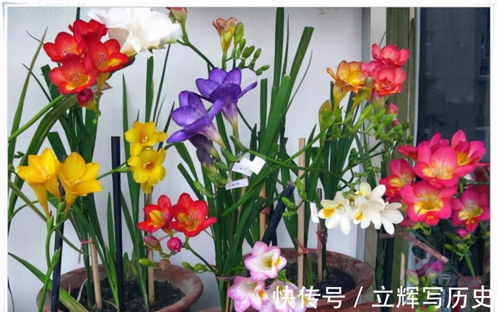 16种花被誉为冬日里的“开花机器”,喜欢就可以养起来,又美又香