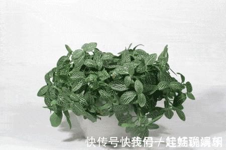 把这些东西倒进花盆里,家里的花都长疯了!