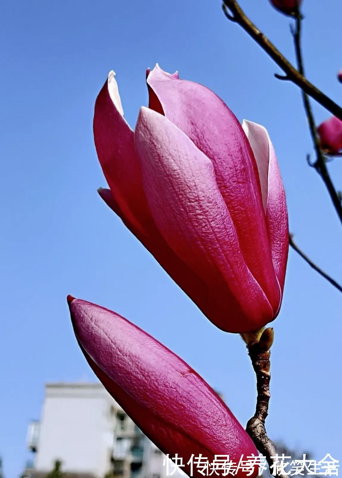 古代|古人喜欢的花,一直传承至今,每一种都超有气质