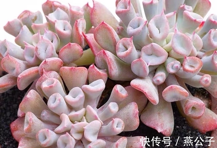 命名|2款以外形命名的多肉,都是非常冷门的品种,曾经可是大贵货