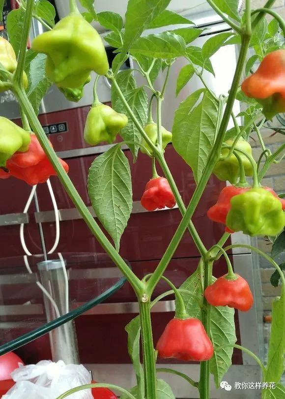 阳台种盆菜,比花还好看,结果还能吃,别提多美了