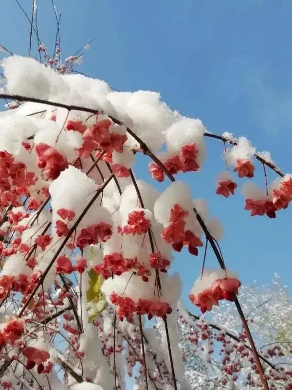  区税务局驻|大雪节气，想和你一起去看雪！一起，慢慢白了头~