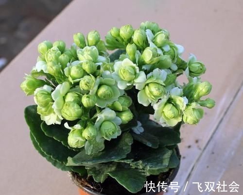 花色|最罕见的花卉,花色新奇,好养易活,是一款爆盆神器,值得拥有