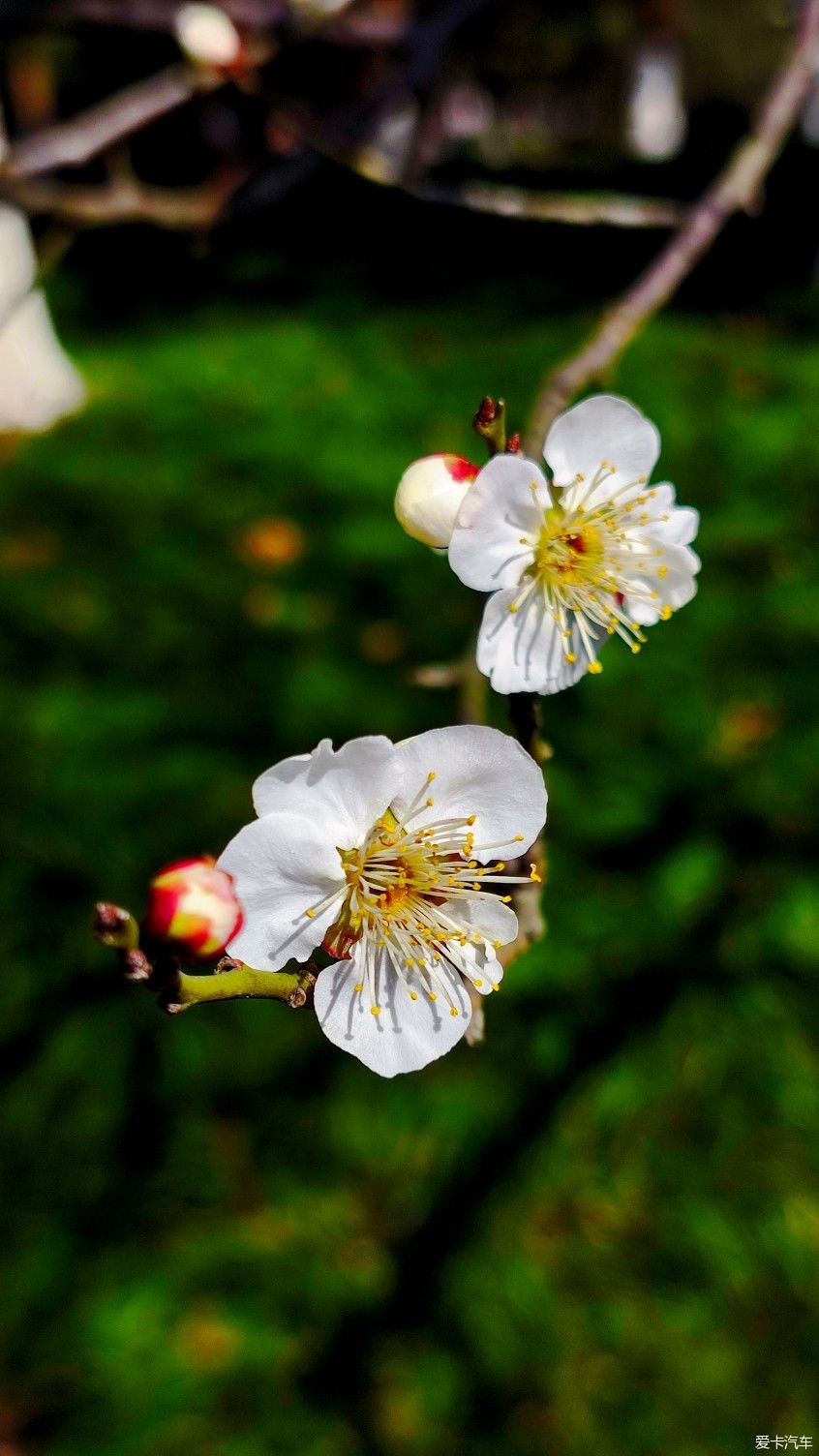 【爱卡踏青季】花枝俏