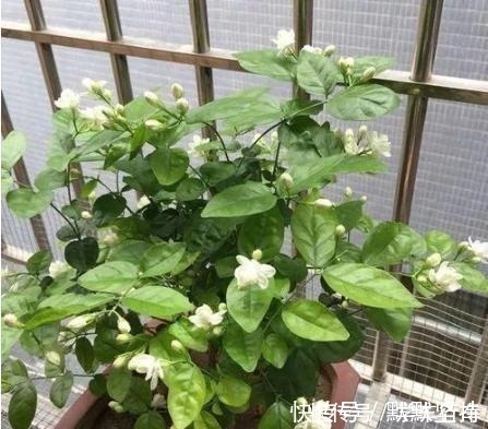 枯萎|这5种花别放这些位置，放一盆死一盆，不是黄叶就是枯萎，快挪走！