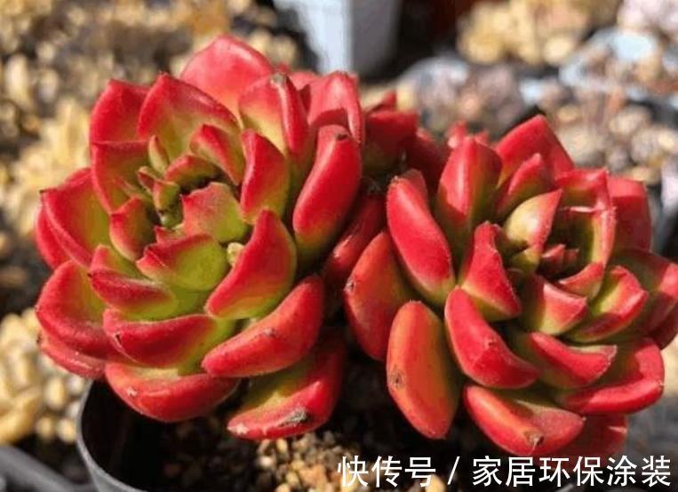 休眠期|多肉出现“三症状”,安全度夏恢复生长期,补充水肥养出好状态