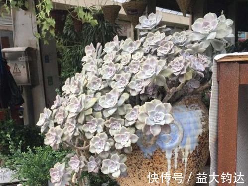 淡雪|3种“零差评”的多肉植物，新手、老手都喜欢，养成老桩更好看