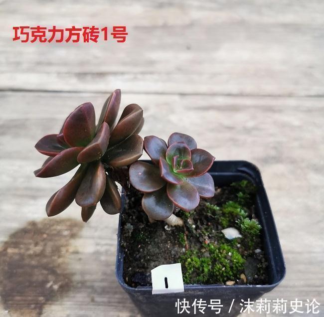 巧克力|多肉植物好养活的几个品种，菲欧娜这个季节还能有粉紫色很美