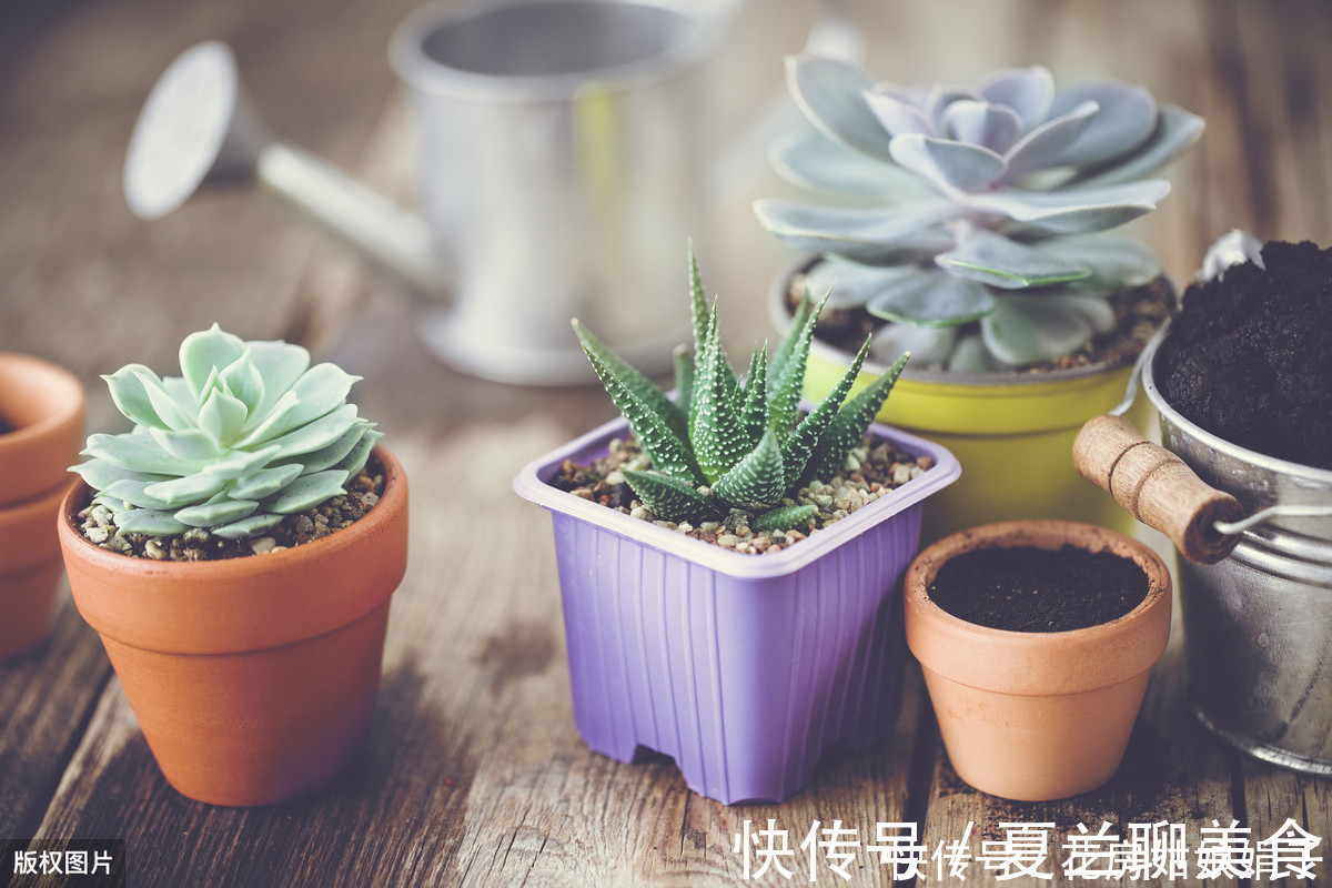 多肉植物怎么浇水?提供浇水七大知识点,让养殖多肉变得更加简单