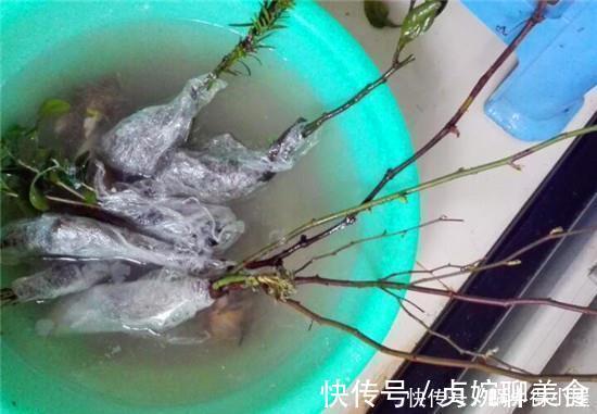 神奇的生根水，让各种半死不活的花卉瞬间长根，附生根水自制方法