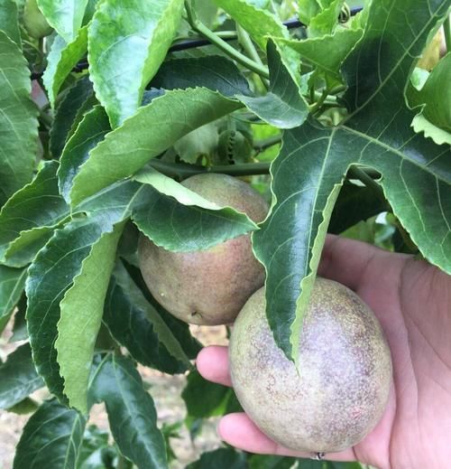 到西双版纳，这些热带水果没吃就白来了