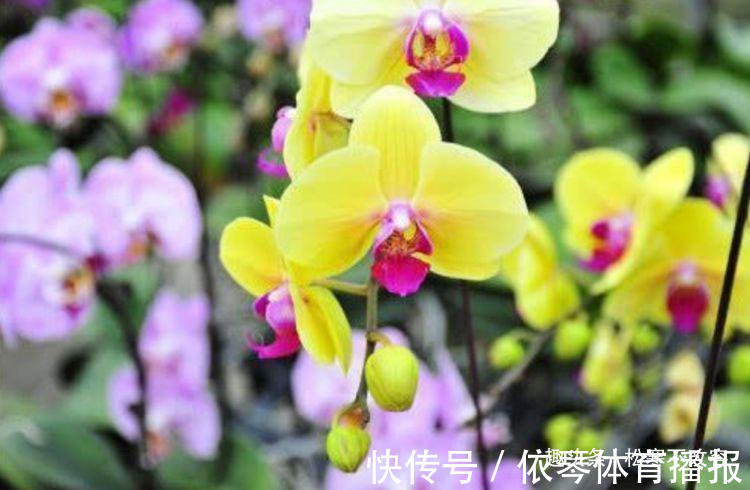 鸿运当头|几种花超好养,花朵小巧玲珑,花叶俱美,养盆放阳台美极了