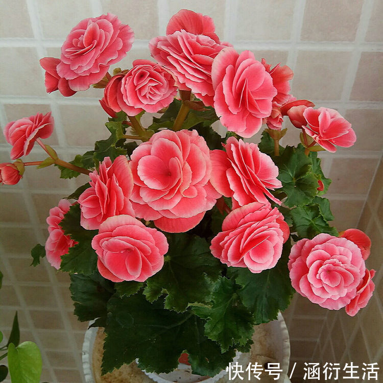 大将军|此款花卉,好养易爆盆,开出的花就跟它的名字一样多,非常壮观