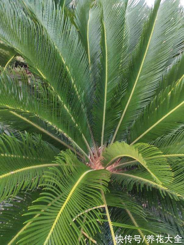 平安树|30种观叶植物，能观赏也净化空气，总有一种你养过