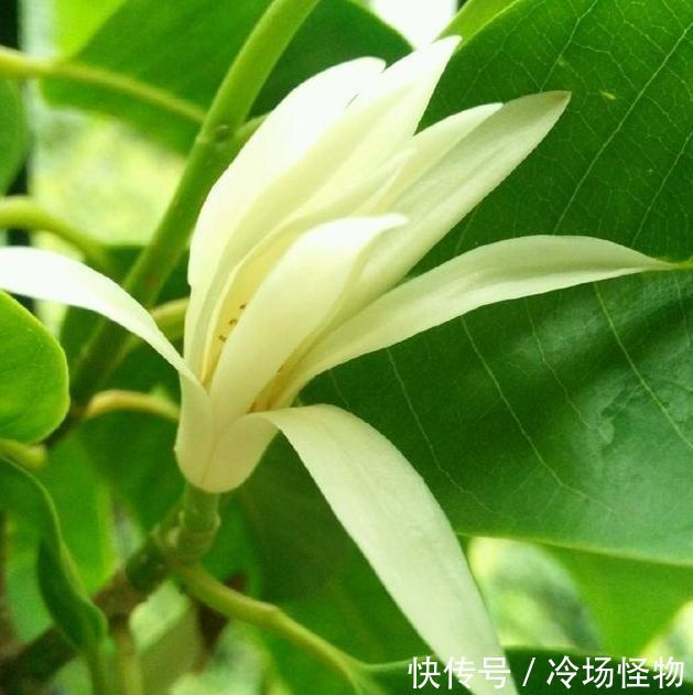 4种花不仅名字好听,花也超美,好养易活,轻松爆成花海