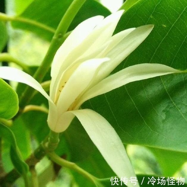 4种花不仅名字好听，花也超美，好养易活，轻松爆成花海