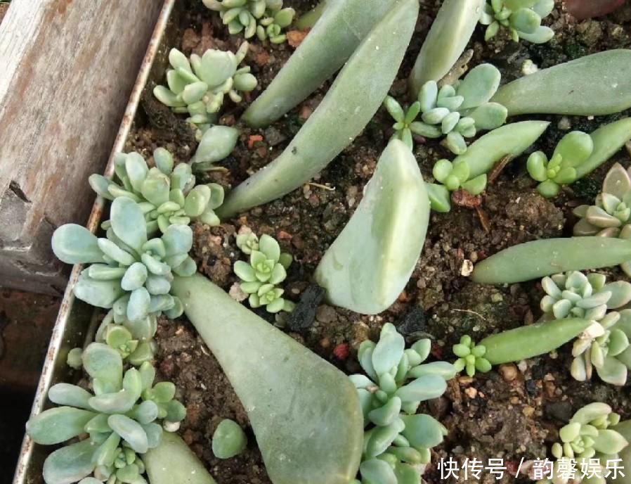 多肉植物叶插用什么土学一招,多肉长成胖小子
