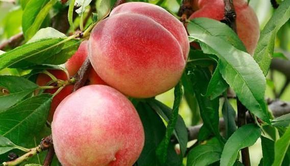 功效|桃仁不仅作为坚果好吃，其养生功效更是惊人