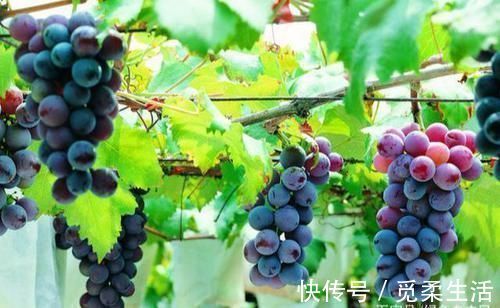 梧桐树|家里种树,讲究大,5种树旺宅,3种树不能栽,你知道是什么吗