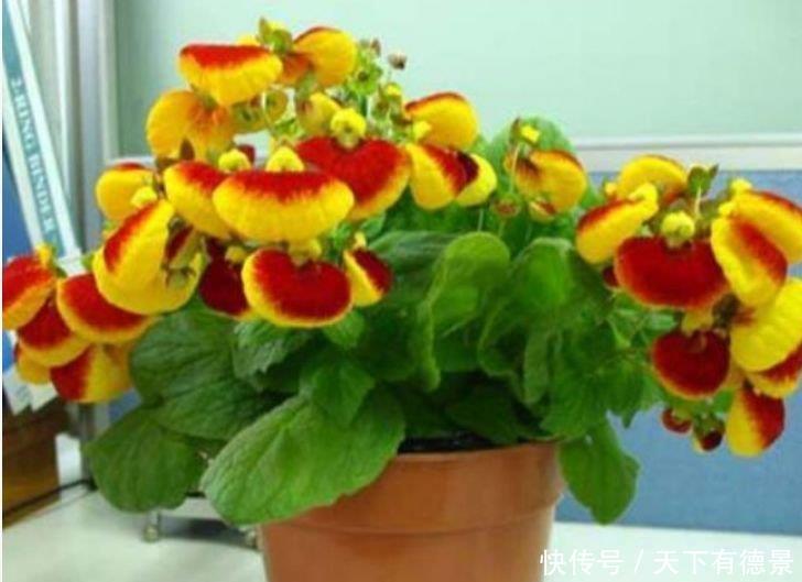 4种花是“开花大户”,一次开放100朵,家里摆1盆,比香水还好闻