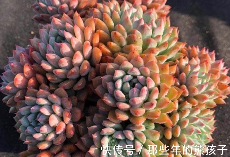 多肉植物品种这么多,多认识几种没有错,识一肉知养护莱恩小精灵