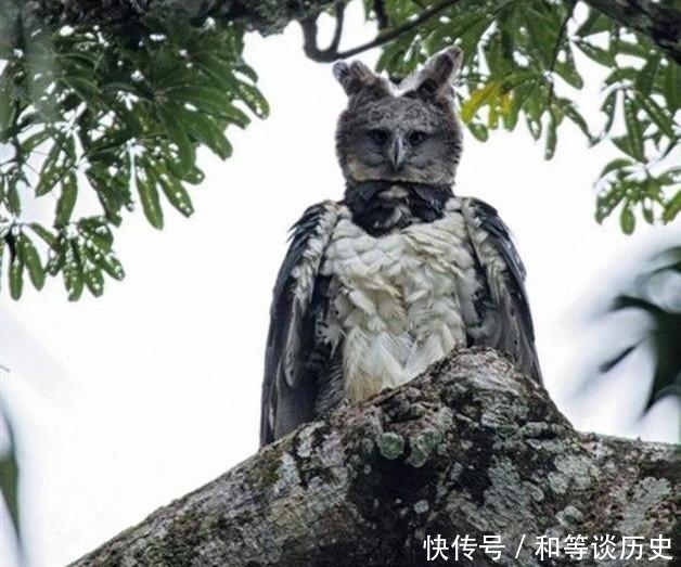 和人类面孔相似的哈比鹰，是鹰身女妖的原型，如今因雨林陷入濒危