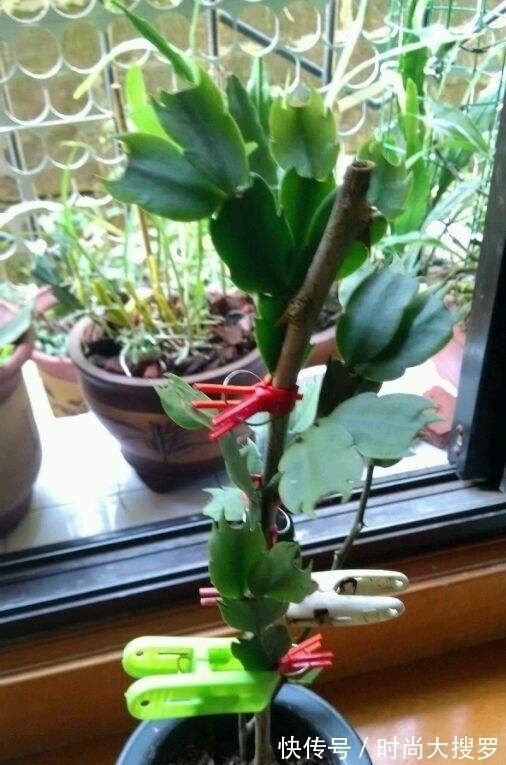 养长寿花,用这法,1年就能成老桩,开满五色花,独特又吉祥