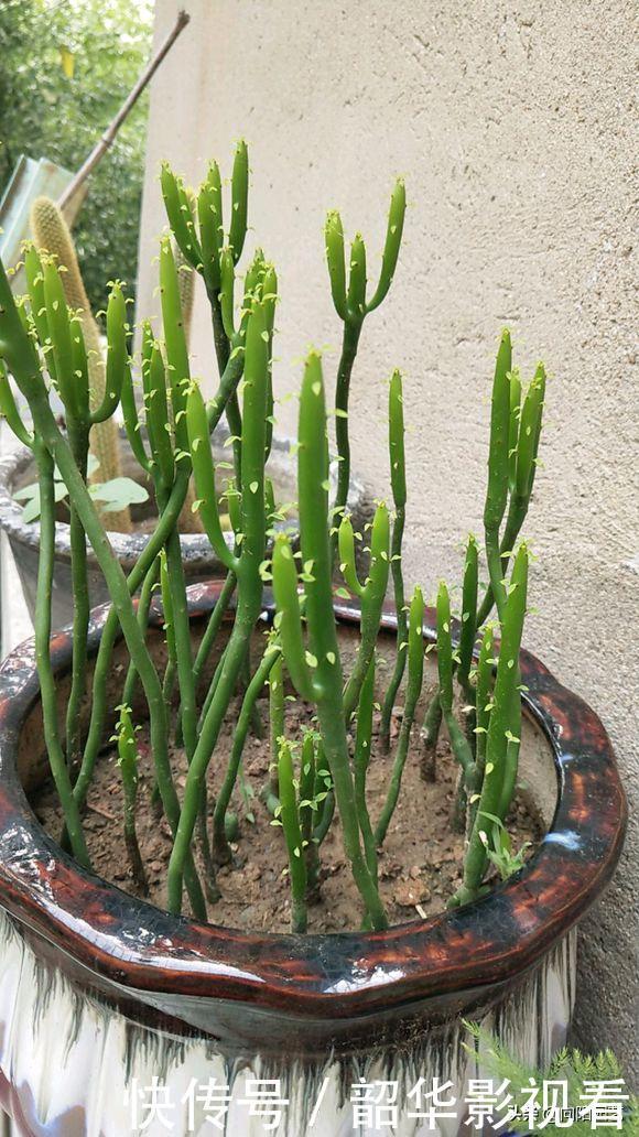 家里不能养的花，这3类绿植，白送都不要，危害巨大不建议养