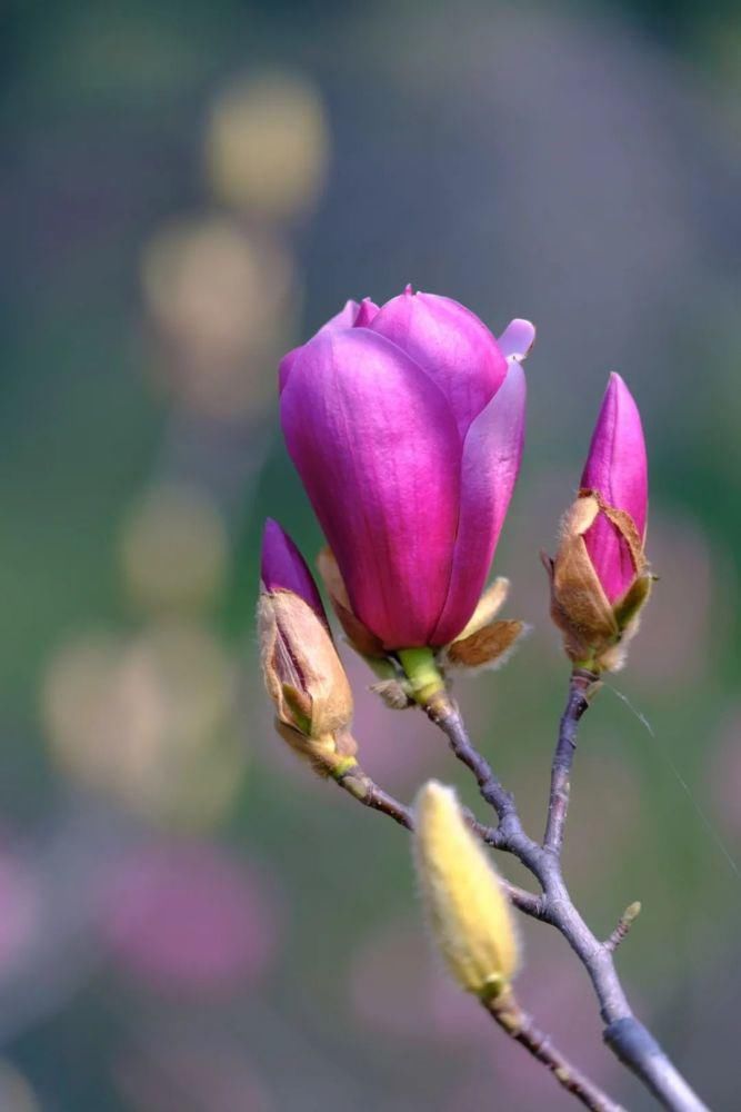 知识|七星岩玉堂春、宫粉紫荆踏春而至，美出新高度！