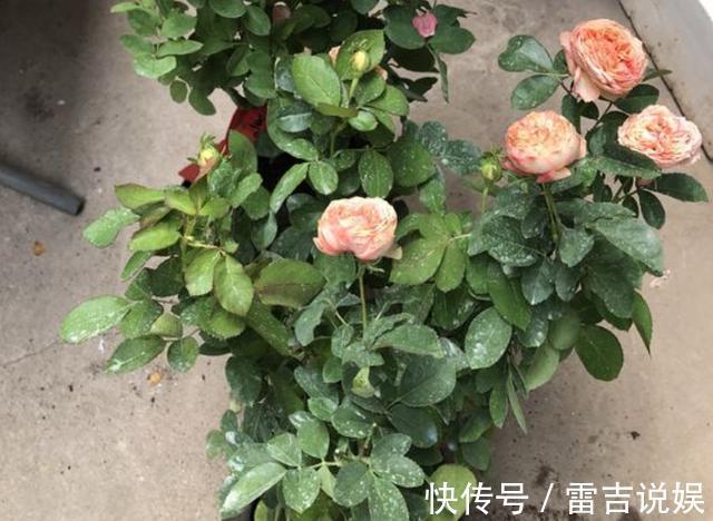 月季花朵变小记得将“3步”做好，20天后花朵“拳头大”，漂亮