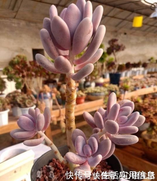 白牡丹|5种超级好养的多肉,如果初次接触多肉,建议不要错过!