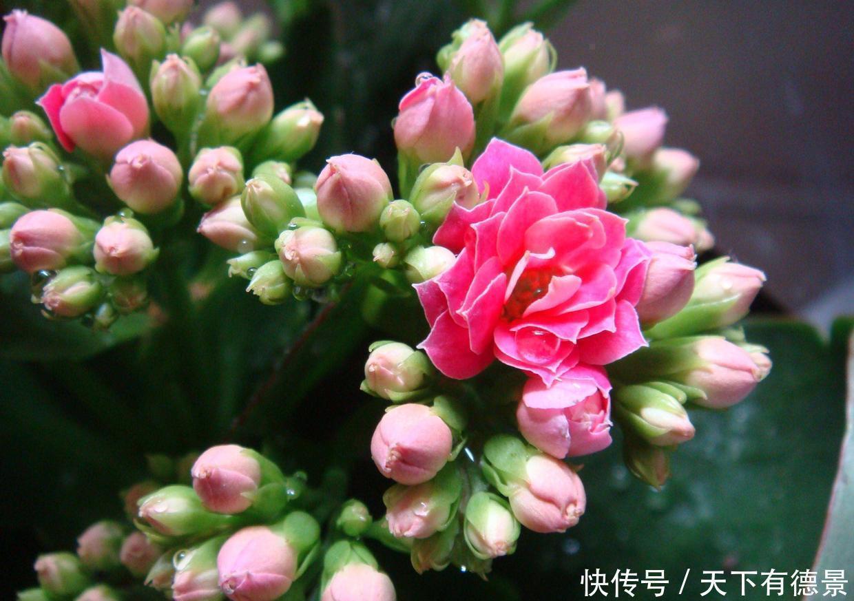 去店里买长寿花，种类太多都挑花眼，这8种真的太漂亮了