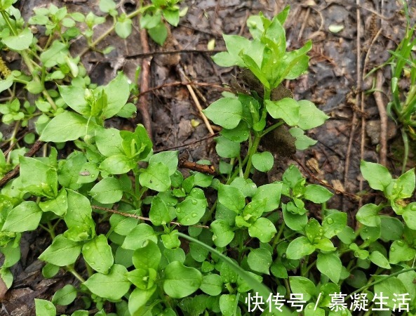 吃法|68种野菜图片，教你认识不同的野菜和吃法，你想要的野菜这里都有