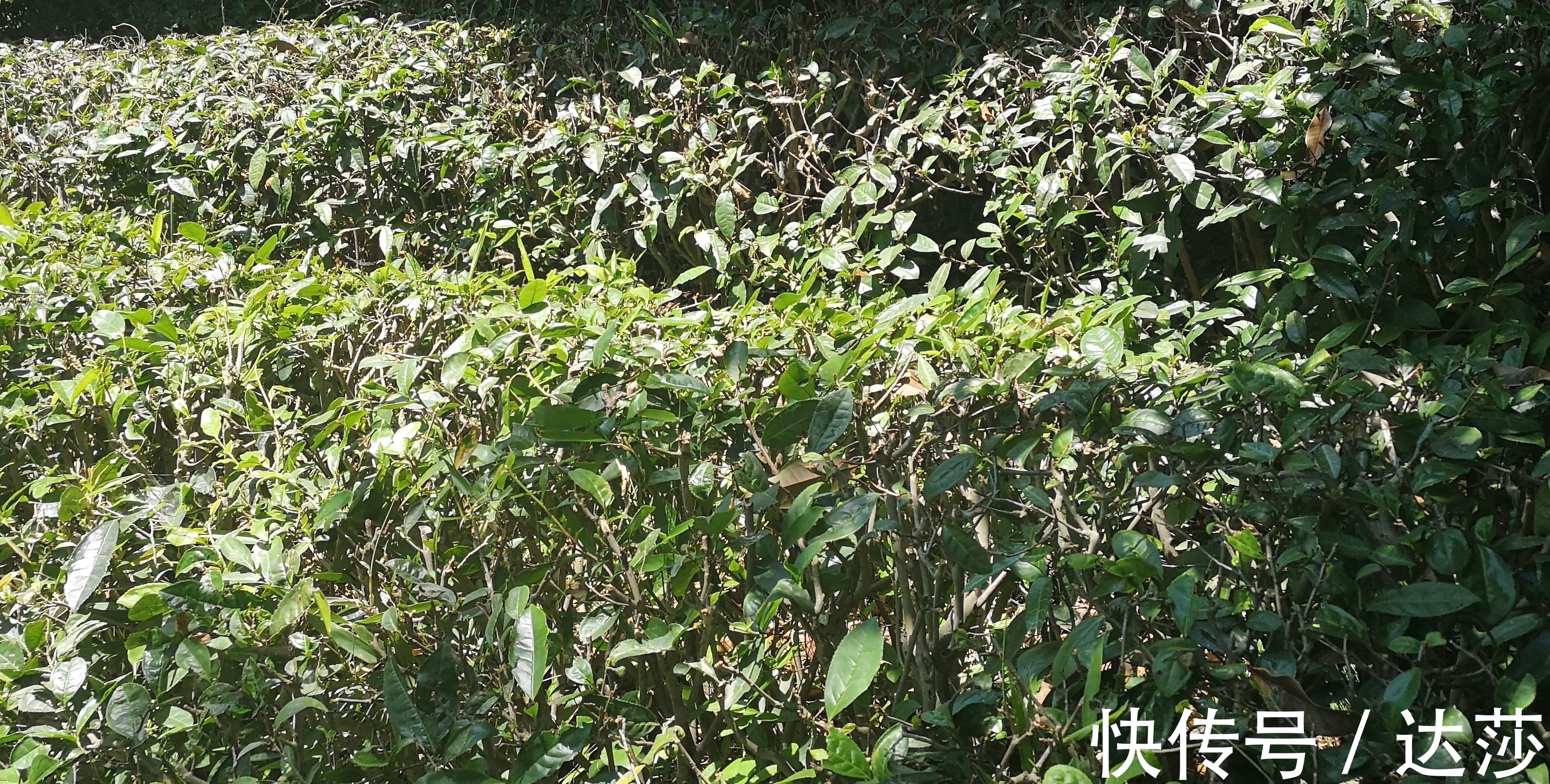 郑板桥$深藏在诗词风雅里的十首绝美茶诗