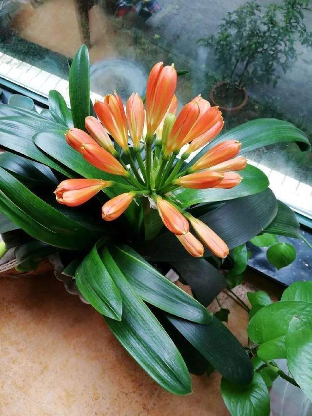 君子兰开花有口诀，牢记1多、1勤、1怕，15天抽花箭！