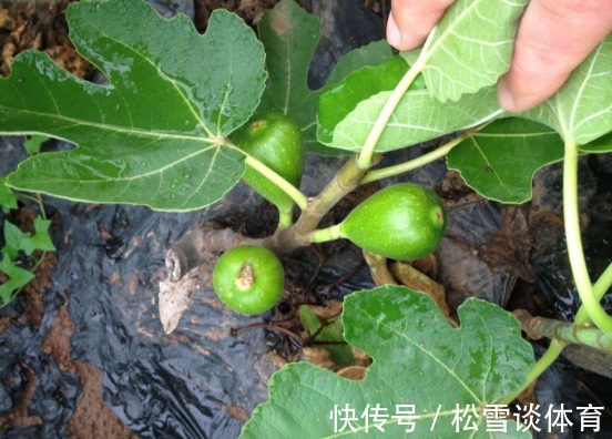 脚气|无花果的叶子为中药至臻，功效价值受中医欢喜！一定要收藏好
