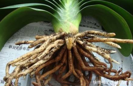 烂根|君子兰烂根了先别扔，老花友教你几招轻松救活，而且还能爆盆开花