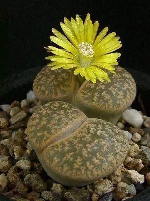  娇艳|石生花，绝美娇艳！