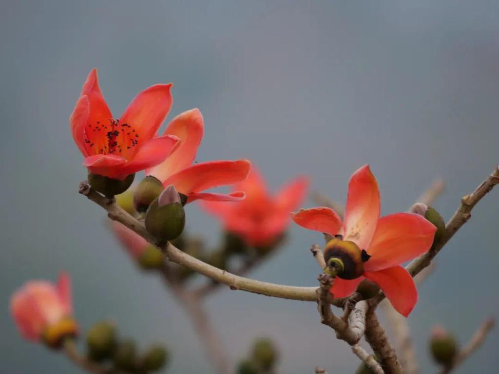 正是踏春赏花时，小白带你去昌江赏木棉花