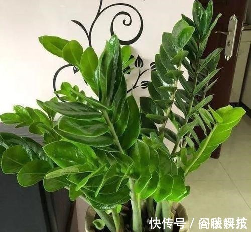 盆栽|家里摆上10种花,越来越兴旺、发达,个个都是“吉祥”花