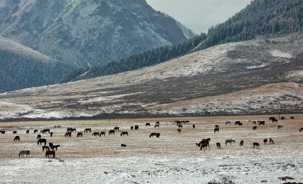 山丹马场|甘肃山丹马场深秋迎降雪 祁连山银装素裹