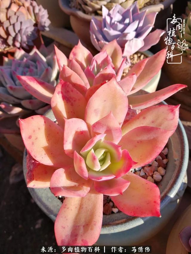 养多肉如同种下希望,因为美丽总在下一个季节!