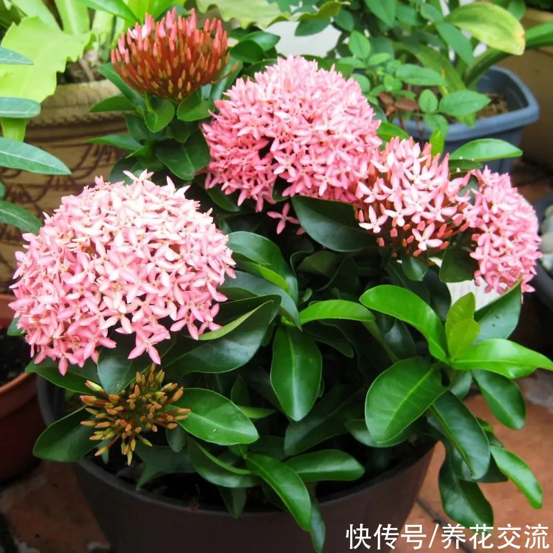 室内|15种可以在窗台上开花灿烂的室内盆栽,有散射光就能正常开花