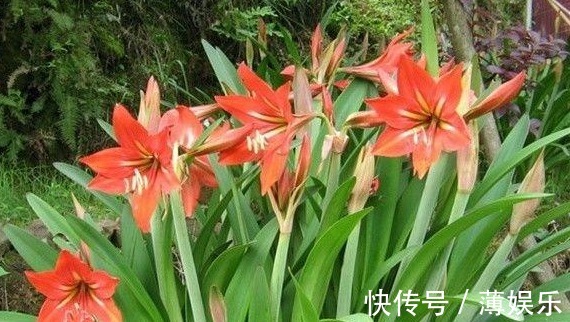 栽种|朱顶红光长叶子不开花，做好6点，轻松开爆盆！